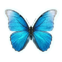 Blue butterfly